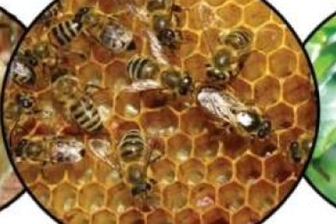 Propolis & Royal Gelly & Acerola